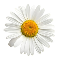 Fototapeta premium A beautiful daisy flower isolated on transparent background.