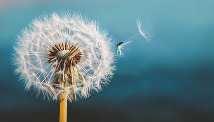 Fototapeta premium romantic white dandelion flower seed in springtime,big dandelion on a blue background