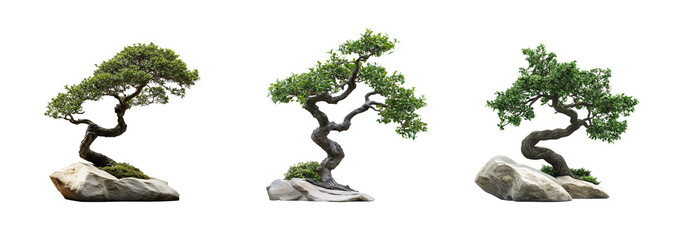 Set of isolated bonsai trees on a transparent background. Zen decor, minimalist design, creative project. Elegant, timeless, symbol. Balance, harmony, nature’s beauty. web.for. Generative Ai content
