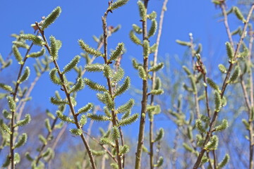 Yellow fluffy willow buds in spring