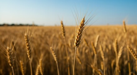 Naklejka premium Field of ripe golden wheat under a clear blue sky with sunlight and copy space