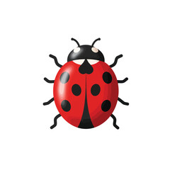 ladybug on white background