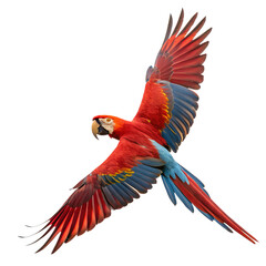 Fototapeta premium scarlet macaw parrot isolated on transparent background.