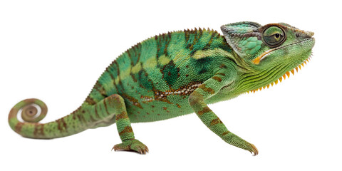 A chameleon isolated on transparent background.