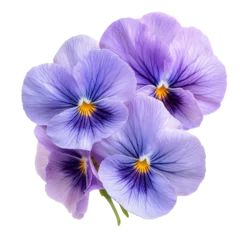  Vibrant pansies in shades of purple isolated on a transparent background for floral arrangements and decorative purposes, pansies flower isolated on transparent background © Iftikhar alam