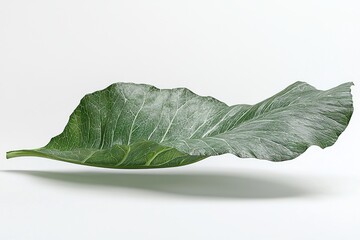 Obraz premium Detailed collard green leaf highlighting natural textures veins and colors on a clean white backdrop providing an organic aesthetic