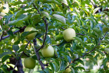 緑の葉と雨上がりの雫が彩る、収穫前の瑞々しい青りんご