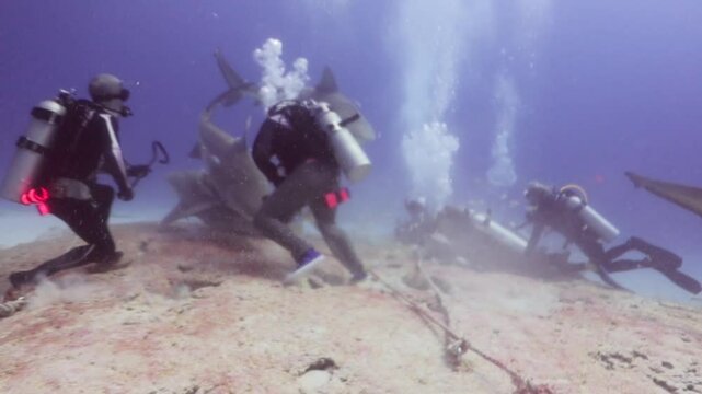 Un buzo profesional realiza un espect&aacute;culo impresionante con tiburones toro (carcharinus leuca)