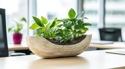 Modern Office Plants  Green Decor  Desk Plants  Indoor Greenery