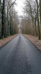 Fototapeta premium A serene empty road stretches through a tranquil forest, lined by leafless trees. The peaceful scenery invites reflection and exploration in a quiet atmosphere.