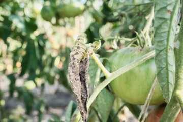Close-up of tomato plant with disease on unripe fruit and leaves in garden