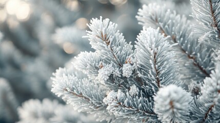 A frosty close up view of winter evergreen branches