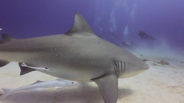 Una ejemplar de tibur&oacute;n toro (carcharinus leuca) pre&ntilde;ada se dirige hacia buzos que realizan avistamiento