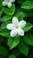 Obraz premium Delicate jasmine blossom with lush green leaves, isolated , plant, wallpaper