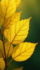 Layered yellow leaves, translucent, showing vein patterns, photography, fall foliage
