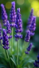 Obraz premium Lush lavender, purple flower heads, fragrant blooms, botanical garden, high-detail, summer flowers