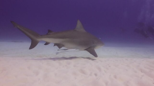 Tiburon toro pre&ntilde;ada (carcharinus leuca) nadando hacia buzos!