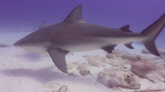 Tiburones toro (carcharinus leuca) congregados en el fondo y buzos