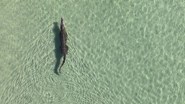 Swimming crocodile against white sand