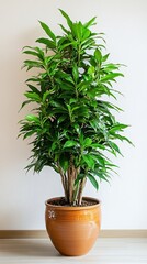 Obraz premium Tall indoor plant in a modern ceramic pot, placed in a bright corner