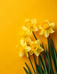 Obraz premium Daffodils on yellows background