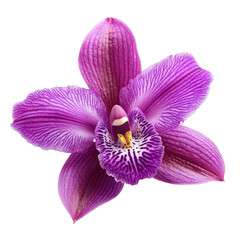 Fototapeta premium Stunning purple orchid flower blooming on a transparent background showcasing intricate details and vibrant colors, purple orchid flower isolated on transparent background