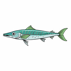 barracuda fish on white