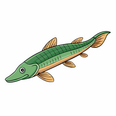 vector illustration of a bichir fish