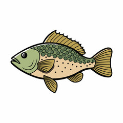 vector illustration of a crappie fish