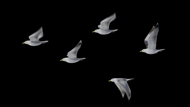 group of seagulls flying loop , alpha Channel, you can add any background to it. seagull soaring over the Mediterranean sea. Flock of birds flies in strong winds.3d animation of flying bird loop