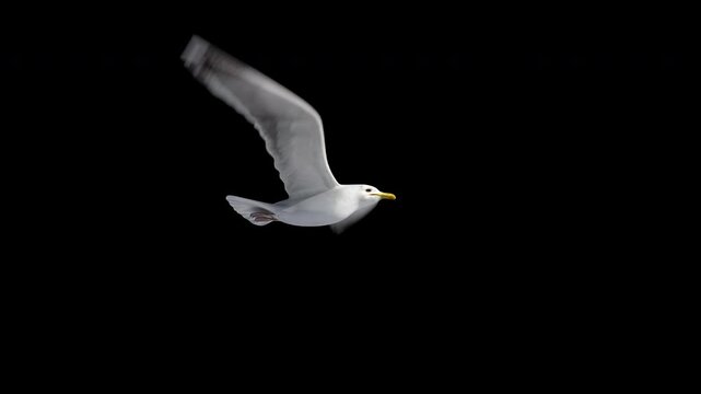isolated seagull flying loop, alpha channel, can change the background.symbol of freedom. Big seagull soaring over the Mediterranean sea.birds flies in strong winds.3d animation of flying bird loop