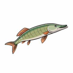 vector illustration of pike fish