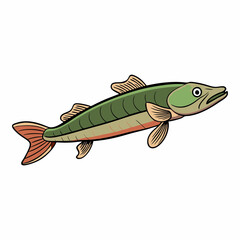 illustration of a fish