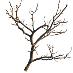 Obraz premium Dry tree branches isolated on a transparent background showcasing intricate natural patterns and textures, dry tree branches on transparent backgroundfile