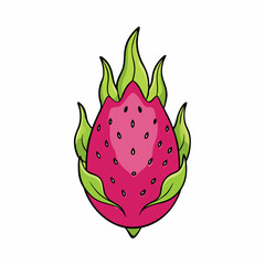 dragon fruit vector illustration