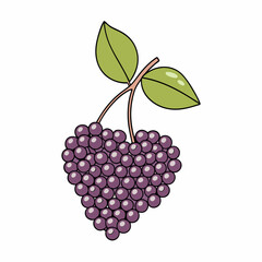 elderberry isolated on white background