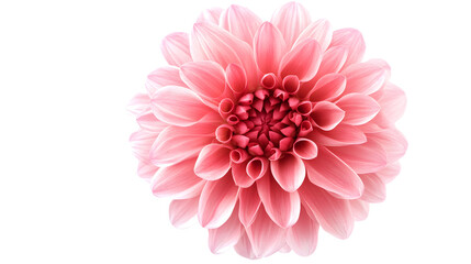 Fototapeta premium pink flower transparent background png