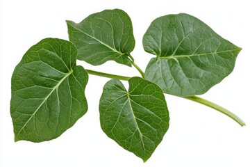 Naklejka premium Fresh Green Bean Plant Leaves Vivid Detail Against White Canvas Emphasizing Natural Botanical Beauty Harmony