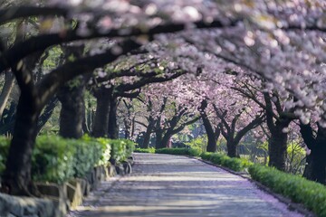 Fototapeta premium Serene Cherry Blossom Walkway in Spring 