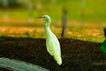 .Great Egret at Bolgatty Palace