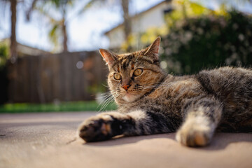 Cute cat laying on side on concrete in a backyard in california 