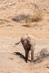 Encounter with a Desert Elphant in Northern Namibia.