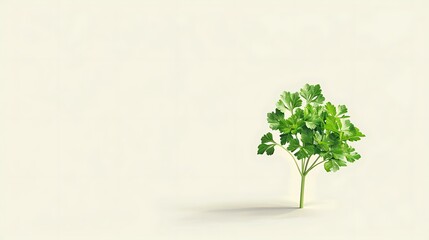 Fototapeta premium Fresh parsley leaves on white background