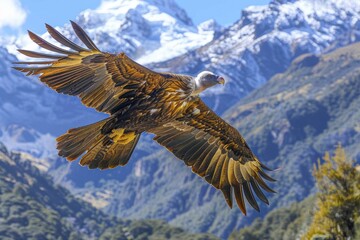 Fototapeta premium Majestic vulture in flight over snow-capped mountains. Breathtaking wildlife scene.