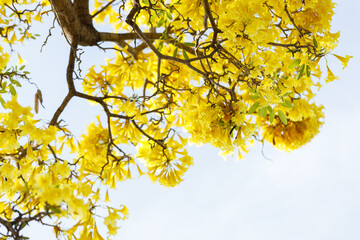Obraz premium Golden Trumpet tree or Tabebuia chrysotricha cheerful blooming in natural park.