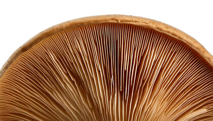 Close-up view of a mushroom cap, showcasing beautiful gills and earthy tones of nature.