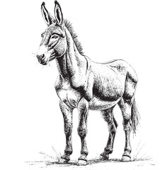 A donkey is standing in a field