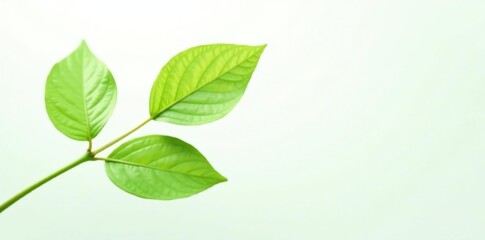 Fototapeta premium Delicate green stem isolated on white background, flora, plant life, foliage