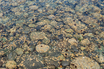 Close-up of vivid wet rocks along a shoreline, displaying intricate natural textures and vibrant colors