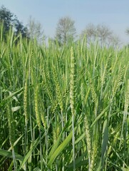 Obraz premium green wheat field